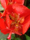 Red bougainvellea fllower Royalty Free Stock Photo