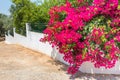 Red bougainville flowers blooming on white wall Royalty Free Stock Photo