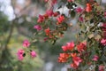 Red Bougainvillea all over the frame in a sunny day Royalty Free Stock Photo