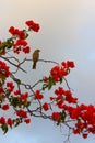 Red bougainvillea branch with a bird perched at the palace hotel in Udaipur Royalty Free Stock Photo