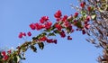 Red bougainvillea branch Royalty Free Stock Photo