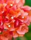 Red Bougainvillea flower Royalty Free Stock Photo