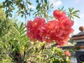 Red Bougainvillea Flower