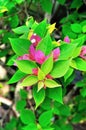 Red Bougainvillea flower Royalty Free Stock Photo