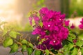 Red Bougainvillea flower