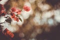 Red bougainvillea flower petals. Colorful red and pink Bougainvillea flowers on a long brunch blurred bokeh background. Summer