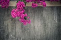 Red Bougainvillea flower Royalty Free Stock Photo