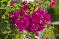 Red Bougainvillea flower