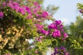 Red Bougainvillea flower