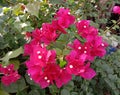 Red bougainvillea flower  is a perennial plant of the type of shrub Size from small bushes to large bushes. Royalty Free Stock Photo