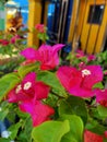 Red bougainvillea flowers blooming in front of house Royalty Free Stock Photo