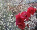 Red bougainvillea flowers close up Royalty Free Stock Photo