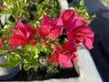 Red bougainvillea flowers grow in the garden Royalty Free Stock Photo