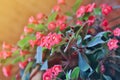 Red Bougainvillea flowers in Tenerife. Colorful red orange bougainvillea Royalty Free Stock Photo