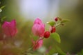 Red bougainvillea in full bloom with green leaf