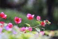 Red bougainvillea in full bloom with green leaf