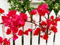 Red Bougainvillea Growing on White Picket Fence Royalty Free Stock Photo