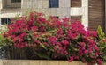 Red bougainvillea near large buildimg. Beautiful summer background