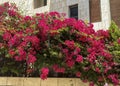 Red bougainvillea near large buildimg. Beautiful summer background