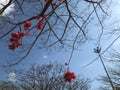 Red Bougainvillea or Paper flowers on its amazing structure of branch without leaf Royalty Free Stock Photo