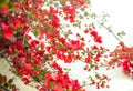 Red Bougainvillea Royalty Free Stock Photo