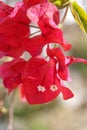Red Bougainvillea Royalty Free Stock Photo