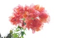 Red Bougaville flower Royalty Free Stock Photo