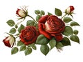 Red bouquet rose vector illustration on white isolated background Royalty Free Stock Photo