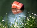 Red metal floating Bouy in Murky Water with Wild Flowers