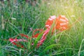 Red bow in sunbeam light lies on grass, concept of lost hope.