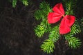 Red bow on a young christmas tree Royalty Free Stock Photo