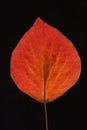 Red Bradford pear leaf on black. Royalty Free Stock Photo