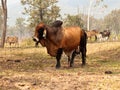 Red brahman zebu bull