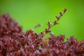 Red branch of barberry on a green background Royalty Free Stock Photo