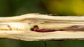 Red branch borer or red coffee borer, coffee stem borer. Diseases and pests affecting coffee plants Royalty Free Stock Photo