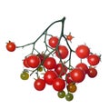 Red branch of cherry tomato. isolate. White background