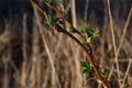 Red branch with little green sprouts leaves, foliage. Dry yellow thin reed grass backdrop. The field in spring sun light