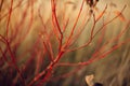 Red branches in autumn field in sunny light. Red twig dogwood, rose or willow red twigs in fall meadow in evening sunlight. Royalty Free Stock Photo