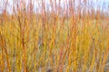 Red branches bush Royalty Free Stock Photo