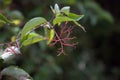 The red branches of a dogwood plant are eye catching. Royalty Free Stock Photo