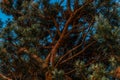 Red branches with green volumetric fluffy needles of a coniferous Siberian tree in sunset light