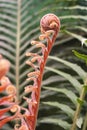 Red brazilian dwarf tree fern