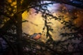 Red-breasted American Robin bird in the branches of a tree. Artistic photo with soft focus. USA birds.