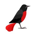 Black bird with red breast flat style vector illustration