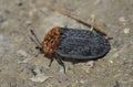 Red-breasted Carrion Beetle Royalty Free Stock Photo