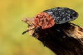 Red-breasted Carrion Beetle Royalty Free Stock Photo