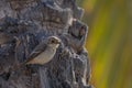 Red-breasted flycatcher, Ficedula parva, Agadir, Morocco Royalty Free Stock Photo