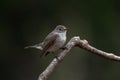 Red-breasted flycatcher, Ficedula parva Royalty Free Stock Photo