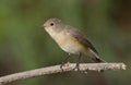 Red-breasted flycatcher (Ficedula parva) Royalty Free Stock Photo