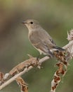 Red-breasted flycatcher (Ficedula parva)